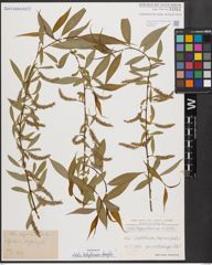 Salix babylonica L. x Salix fragilis L.